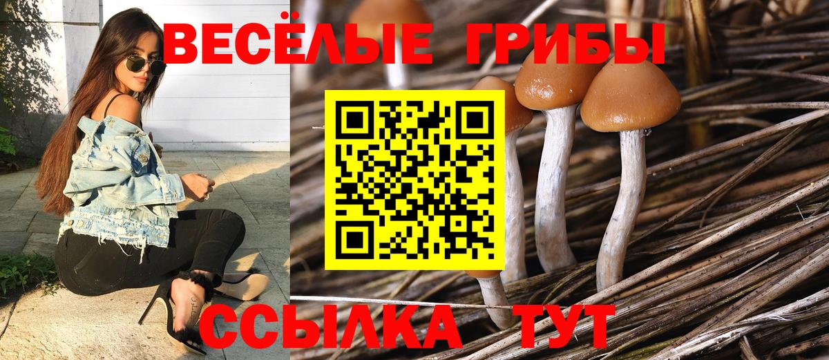 Псилоцибиновые грибы GOLDEN TEACHER Тимашёвск